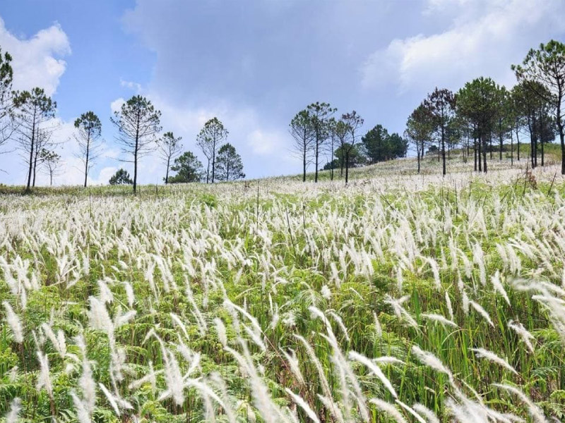 binh-lieu-mua-thu-dong-bac-nen-di-dau