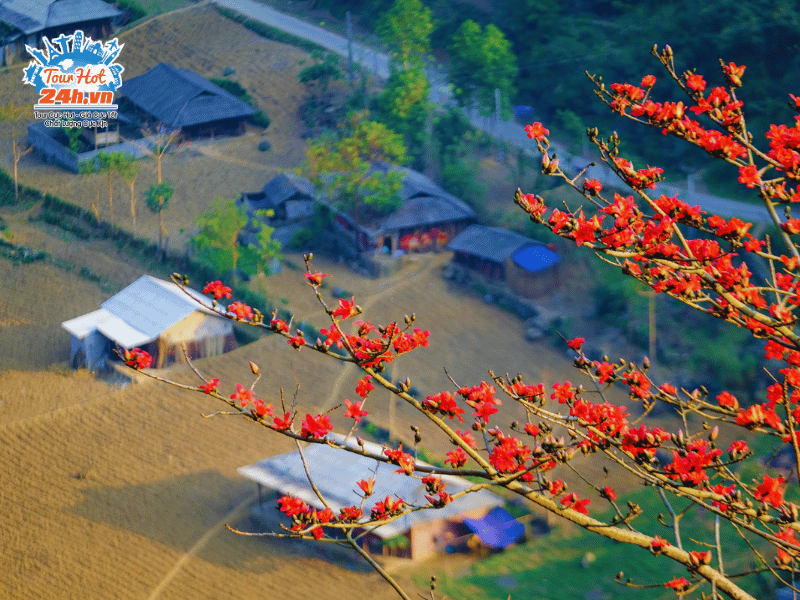 diem-tham-quan-mien-bac-thang-3-hoa-gao-ha-giang