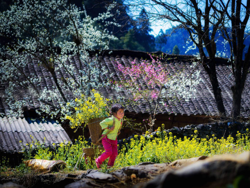 ha-giang-mua-xuan-tren-cao-nguyen-da