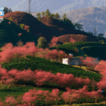 Khám Phá Những Điểm Đến Hấp Dẫn Miền Bắc Tháng 3