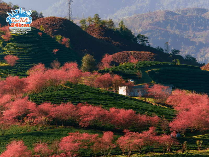 mai-anh-dao-sapa-diem-tham-quan-mien-bac-thang-3