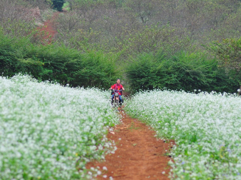 moc-chau-hoa-cai-trang