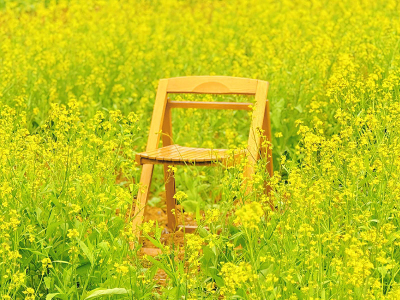 moc-chau-hoa-cai-vang