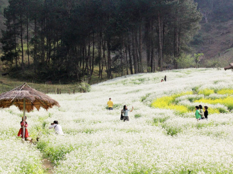 moc-chau-mua-hoa-cai