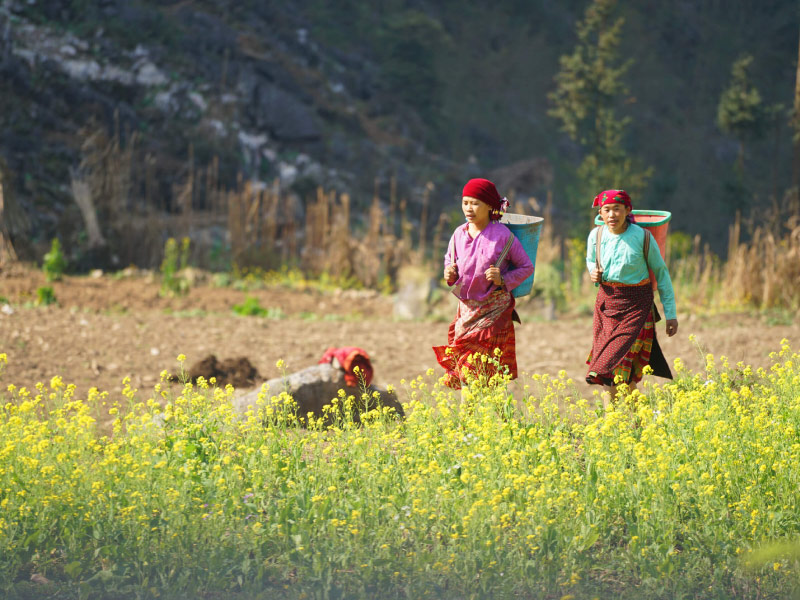 nen-di-ha-giang-mua-xuan-khi-nao