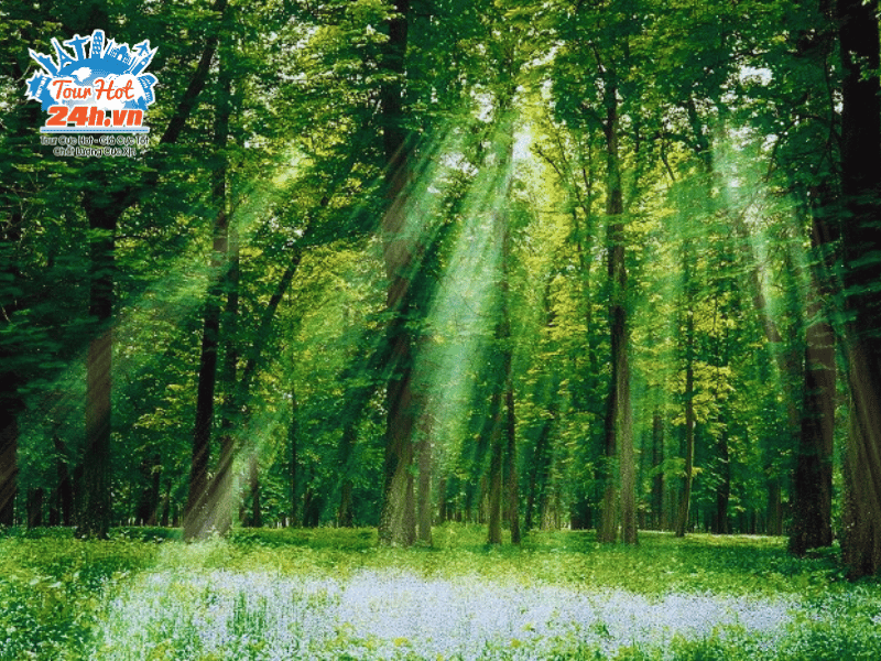 doi-net-ve-vuon-quoc-gia-cuc-phuong