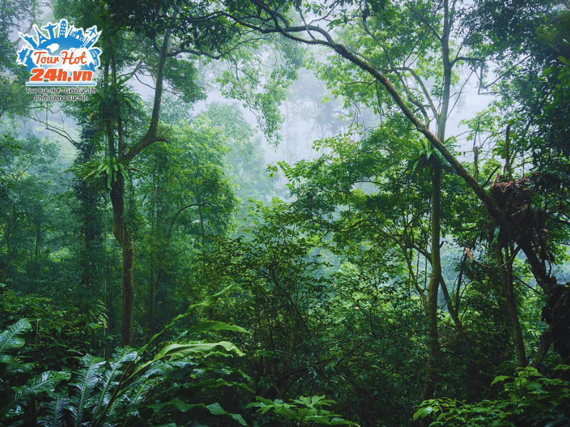 vuon-quoc-gia-cuc-phuong-rung-nguyen-sinh-dep-nhat-viet-nam